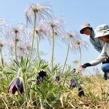 愛らしく風に揺れ　絶滅危惧種のオキナグサ開花　塩谷の鬼怒川河川敷【動画】