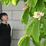 鹿沼の川上澄生美術館　ホオノキの花が見頃