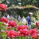 初夏の日差しに大輪輝く　400種のバラ見頃　真岡の井頭公園