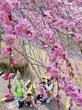 枝垂れ梅が見頃　みかも山公園