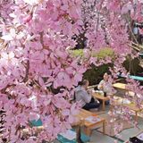 宇都宮に今年も桜の季節がやってきた　釜川に田川…名所やイベントを紹介