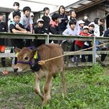 那須・学びの森小で子牛のみくるの「入学式」　5年生が酪農を学ぶため12月まで飼育　児童らの反応は…