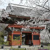 3000本の桜が染め上げる絶景　雨引観音（茨城・桜川）　安産や子育ての霊場として知られる