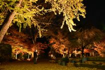 益子の円通寺で紅葉ライトアップ