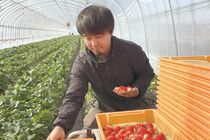 ＜224＞「とちあいか」味と収量にこだわり　JAはが野の「イチゴ」