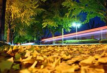 イチョウ並木見頃　宇都宮