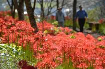 茂木でヒガンバナ見頃