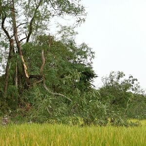 田んぼに倒木、曲がったビニールハウス…17日夜の大雨・突風被害を確認　壬生、下野