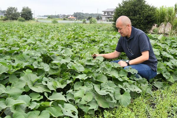 サツマイモの生育状況を確認する大嶋さん＝真岡市内