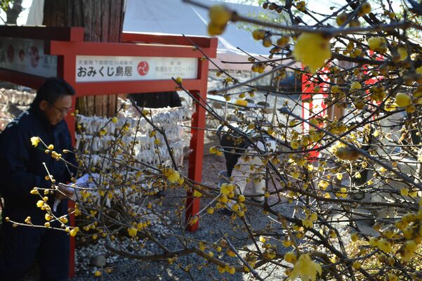 三分咲きになったロウバイ