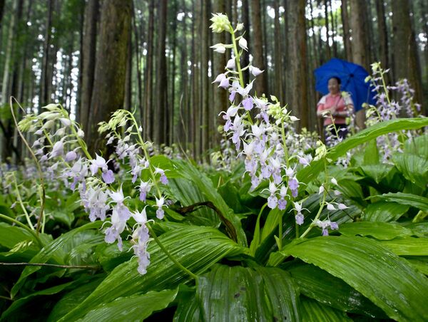 薄紫色の小さな花が鈴なりに咲くナツエビネ＝10日午後０時20分、塩谷町船生