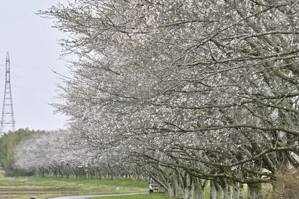 那珂川町・北向田の桜並木は三～五分咲き＝８日午後