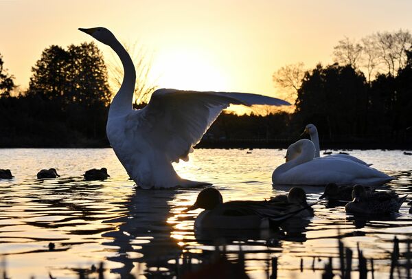 朝日を浴び、羽を伸ばすハクチョウ＝20日午前７時10分、大田原市羽田