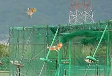 能登でトキ、新たに１０羽を放鳥