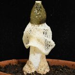 キヌガサタケ　栃木県立博物館・山本航平さん　ドレスまとう“女王”　県南…