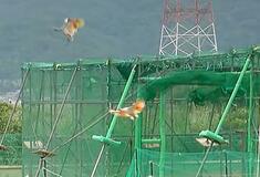 能登でトキ、新たに10羽を放鳥