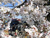 栃木県内に桜の便り2019