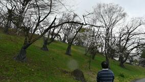 老木化で拡大 桜の名所危機