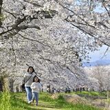 栃木県内桜便り2024　各地で春らんまんの雰囲気