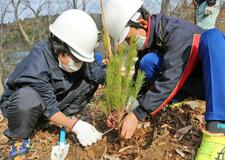 町木復活目指しアカマツを植樹