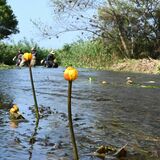 透き通る水面に彩り　佐野でナガレコウホネが見頃