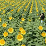 上三川で４年ぶり夏の風物詩　かみのかわサンフラワー祭り開催　マルシェ形式に