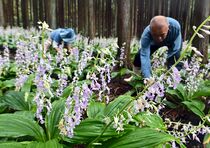 ナツエビネ見頃　塩谷