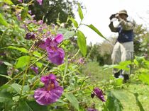 ツリフネソウが見頃　栃木