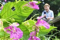 野木でワタラセツリフネソウ見頃