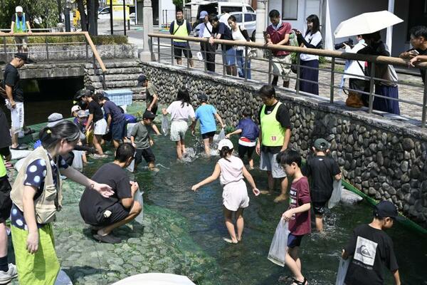 釜川で行われたアユのつかみ取り