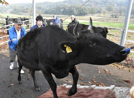 順番にトラックに乗せられる放牧牛