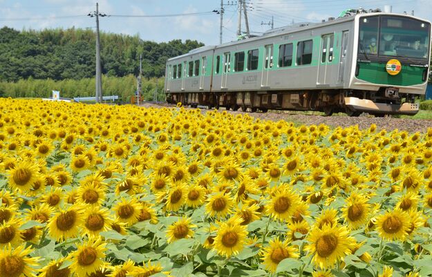 満開のヒマワリ畑沿いを走るアキュム
