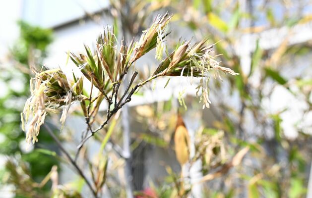 伊藤さん方の庭先で咲いたクロチクの花