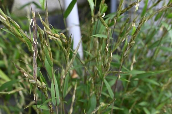 黄色がかった小さな花を咲かせたササ