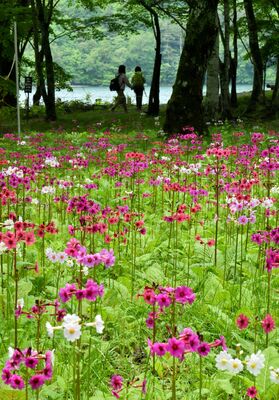 千手ケ浜に咲く色鮮やかなクリンソウ＝15日午前11時25分、日光市中宮祠