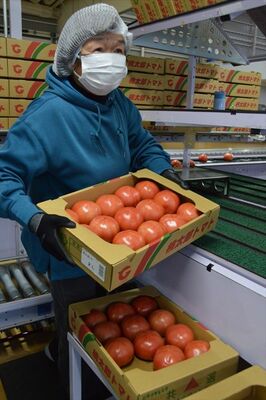 トマトを箱詰めする作業員