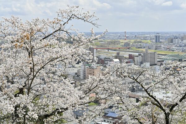 足利市の織姫公園は満開から散り始め＝８日午後
