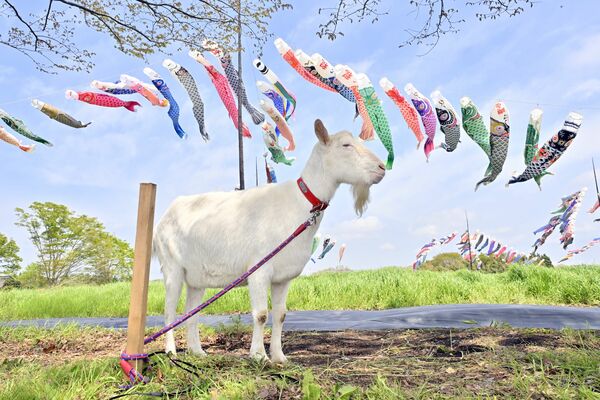 風にそよぐこいのぼりと園で飼われているヤギ＝28日午前11時35分、那須町大島
