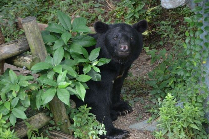 草木の陰から顔をのぞかせるニホンツキノワグマのゲンキ