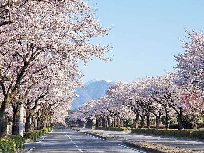 美しく咲き誇る野崎工業団地の桜並木