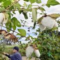 真岡で綿花の収穫最盛期　実からはじける純白　伝統工芸品「真岡木綿」の原料に