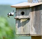 今年もシジュウカラが営巣　茂木の滝田さん方　巣立ちへ優しく見守り