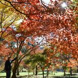 木漏れ日も秋色に　茂木の瑞光園、モミジ見頃