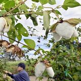 真岡で綿花の収穫本格化　実からはじける純白　伝統工芸品「真岡木綿」の原料に