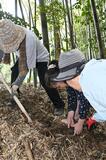 児山城跡保全へタケノコ掘り