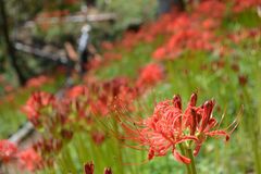 城山公園のヒガンバナ見頃　茂木