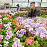 温室内は春爛漫　宇都宮で「サクラソウ」の出荷最盛期