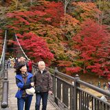色彩きらめく「紅の吊橋」　塩原温泉街で紅葉見頃　和傘設置、26日までライトアップも