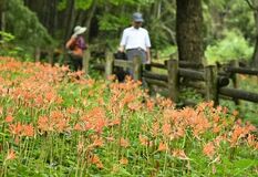【夕刊】斜面彩るオレンジ色の花