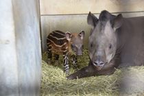 アメリカバクの「うり坊」　那須どうぶつ王国